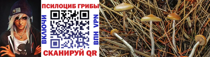 наркошоп Балей Псилоцибиновые грибы Cubensis